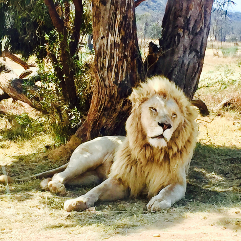 Photo of Lion and Safari park, Johannesburg SA 3/27 by Neha Chauhan
