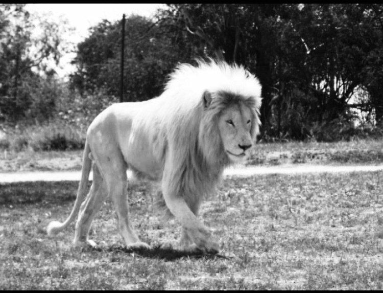 Photo of Lion and Safari park, Johannesburg SA 1/27 by Neha Chauhan