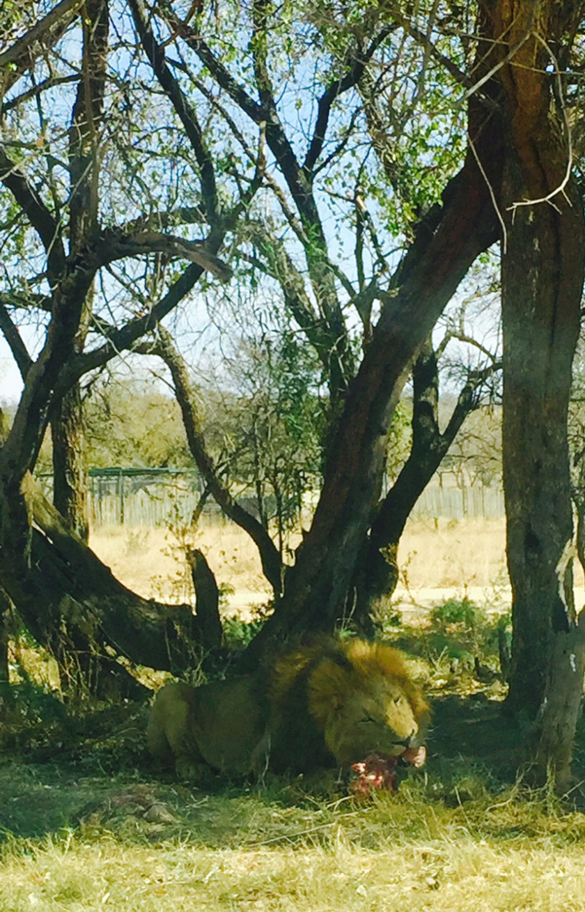 Photo of Lion and Safari park, Johannesburg SA 7/27 by Neha Chauhan