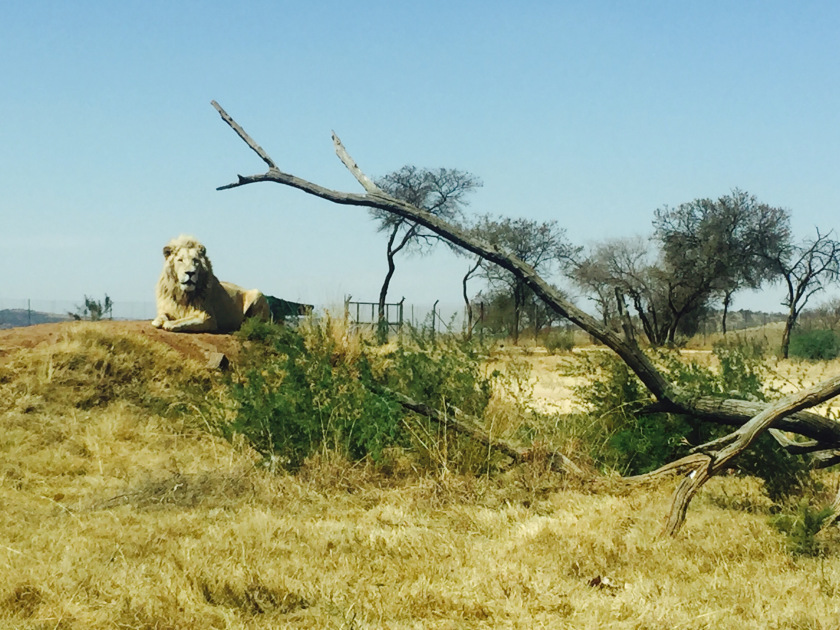 Photo of Lion and Safari park, Johannesburg SA 4/27 by Neha Chauhan