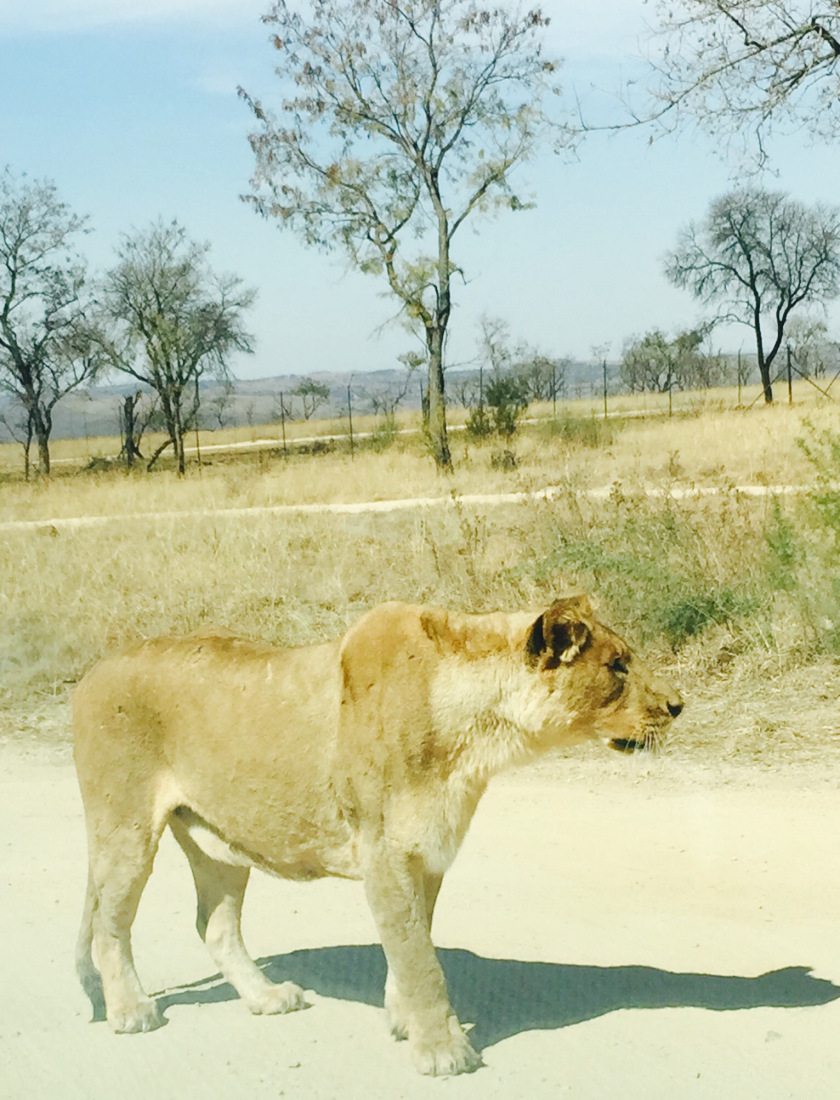 Photo of Lion and Safari park, Johannesburg SA 8/27 by Neha Chauhan