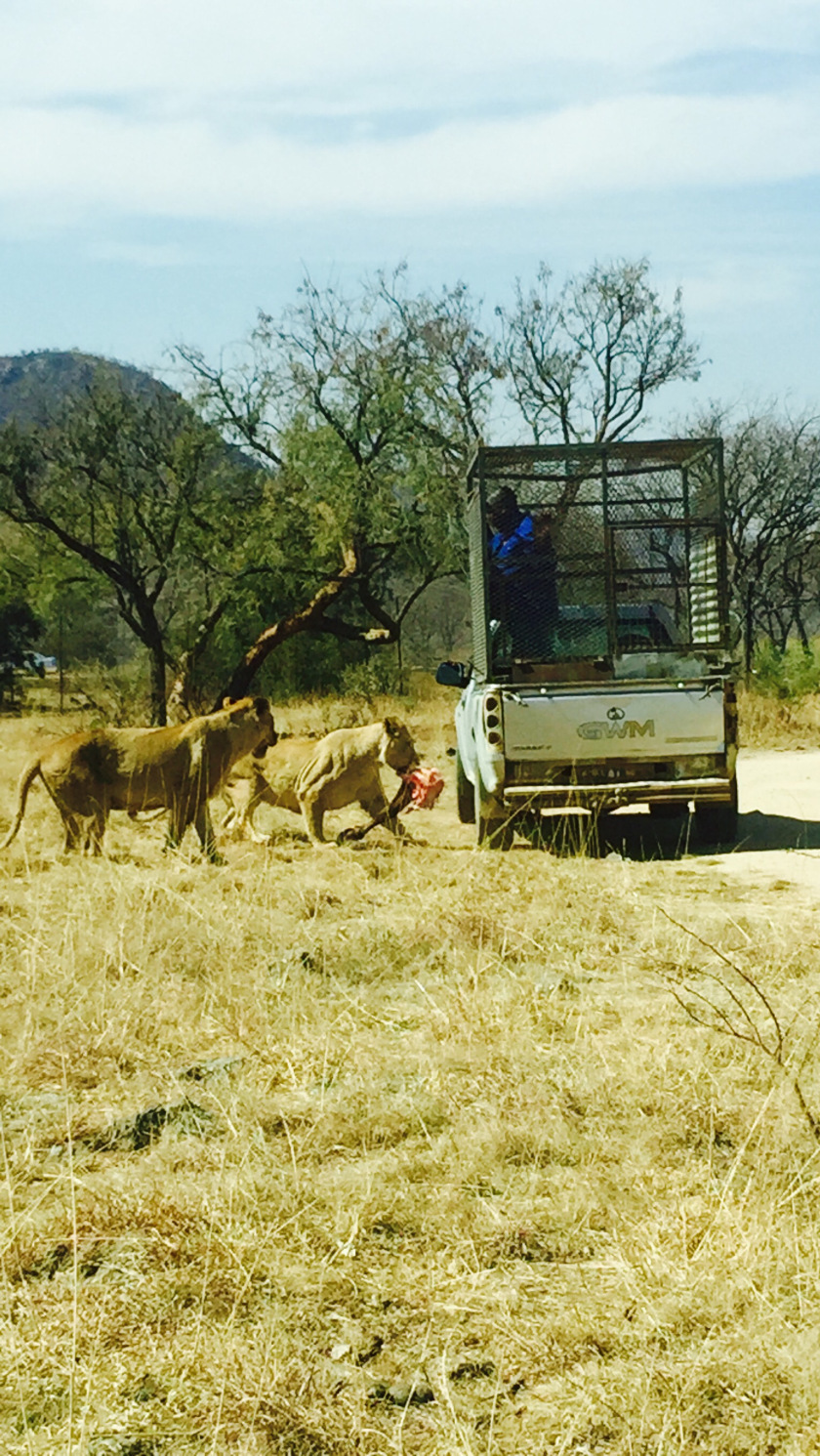 Photo of Lion and Safari park, Johannesburg SA 9/27 by Neha Chauhan