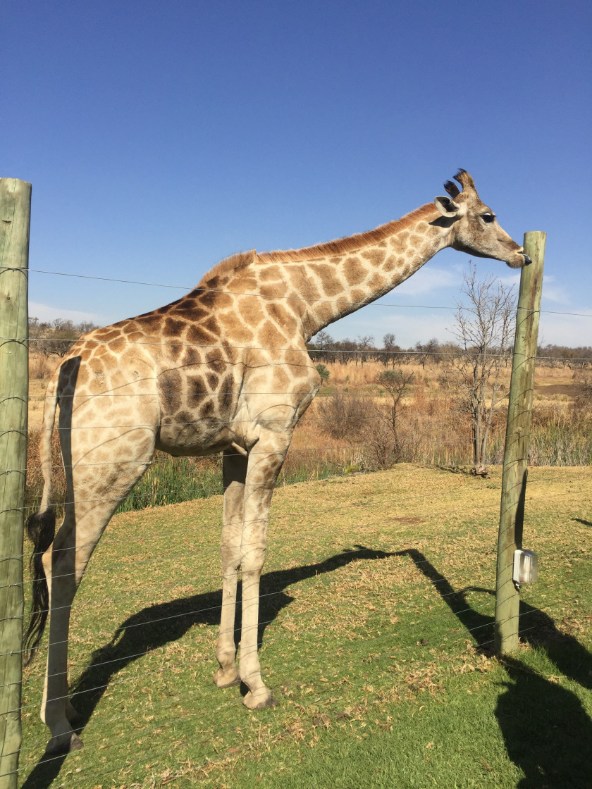 Photo of Lion and Safari park, Johannesburg SA 16/27 by Neha Chauhan