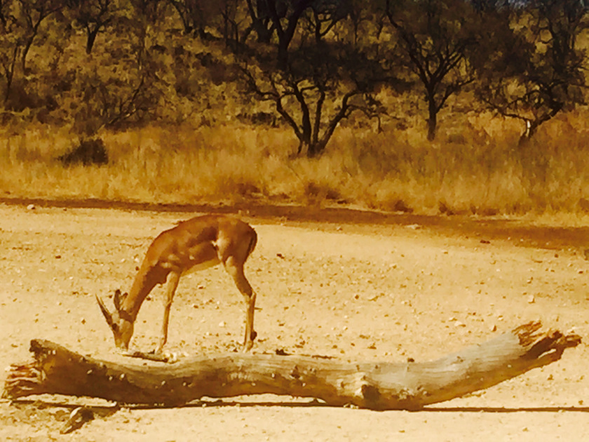 Photo of Lion and Safari park, Johannesburg SA 18/27 by Neha Chauhan