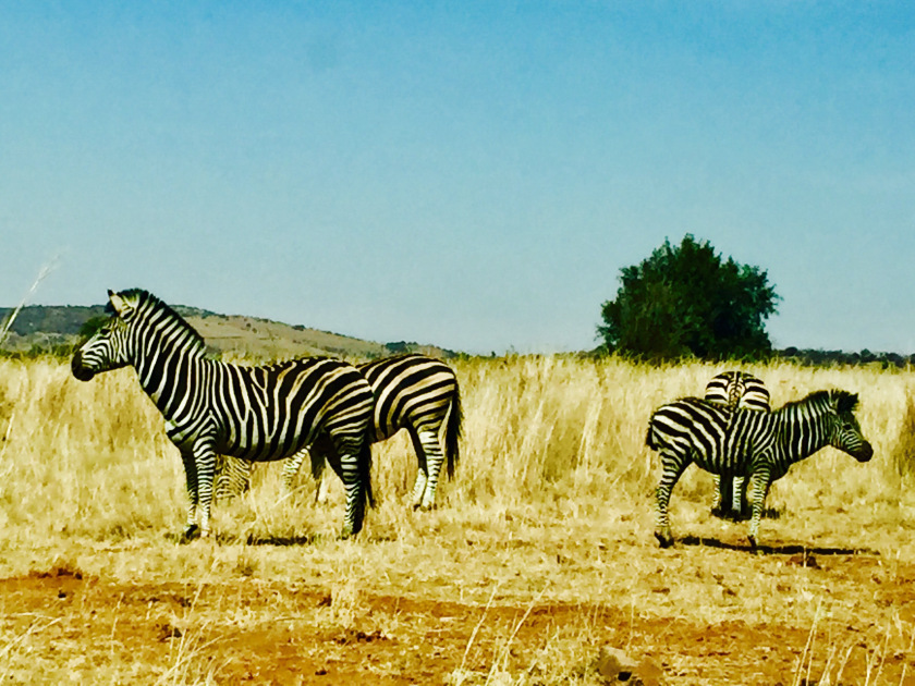 Photo of Lion and Safari park, Johannesburg SA 19/27 by Neha Chauhan
