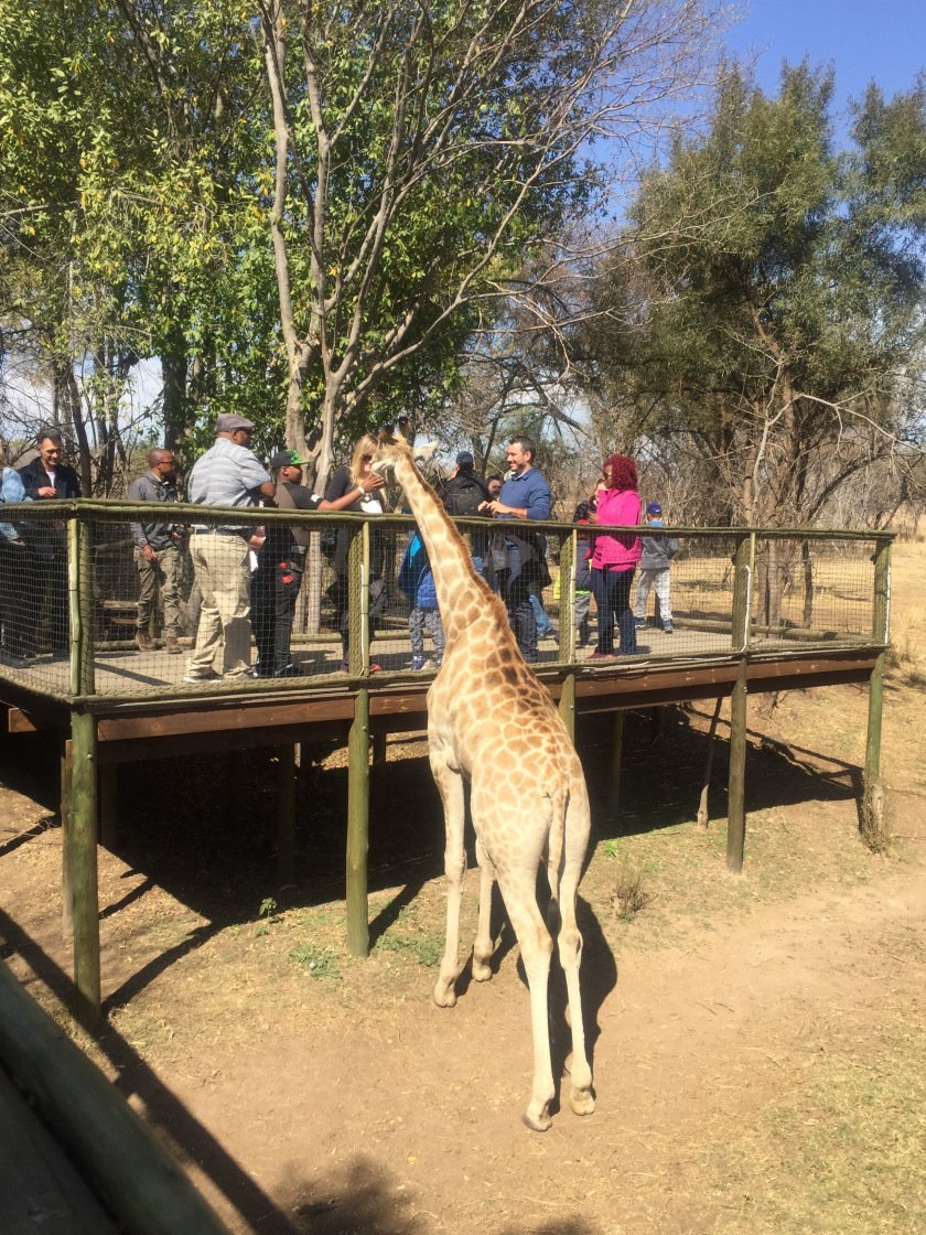 Photo of Lion and Safari park, Johannesburg SA 17/27 by Neha Chauhan