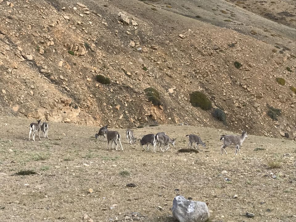 Photo of Spiti Valley: A Road Tripping Journey 69/106 by Vikas Singh