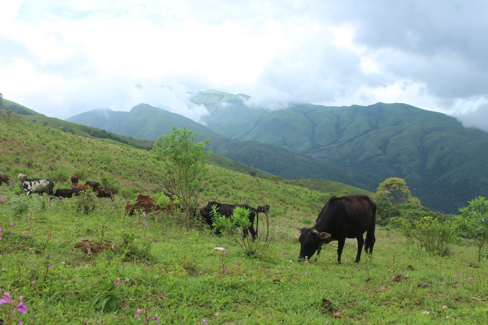 Photo of The Green Carpet that I Treaded on: My Trek to Kudremukha & Bavikonda Peaks 10/46 by Hrishikesh Baruah