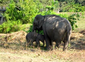 Kaziranga National Park 1/119 by Tripoto