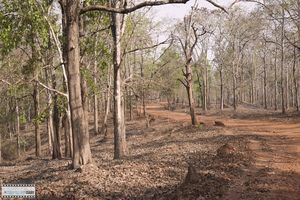 Dandeli : A Jungle visit