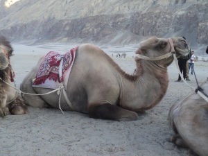 Things to do in Nubra Valley – A Complete Travel Guide