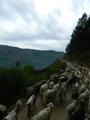 Trek to Parashar Lake, Mandi, Himachal Pradesh
