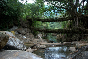Things to do in Meghalaya