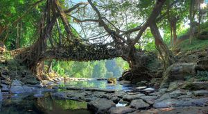 Living Root Bridges in Meghalaya