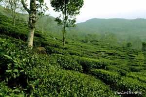 Walking in the mist at Darjeeling